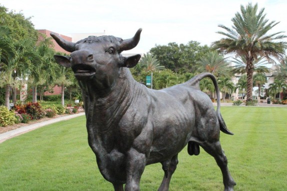 Big Black Bull On USFSP Campus