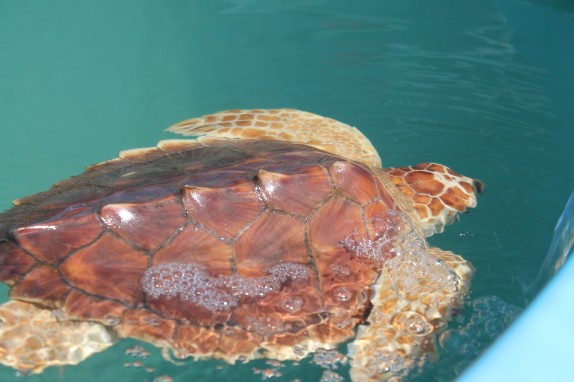 Loggerhead turtles have a spiny back that will go away as they mature