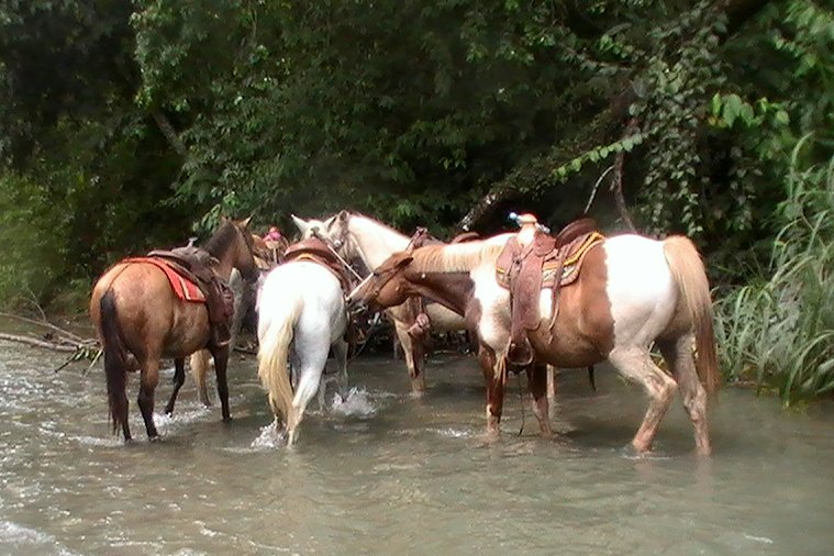  Tied up in the San Marcos, Cowboy decided to nip Gus on the hindquarter. They jostled around until they were free but strayed only a tiny way upstream. spreading out so they didn't have to share nibbles.
