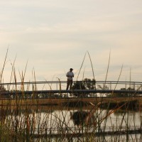 Randall fishing from the bridge. 