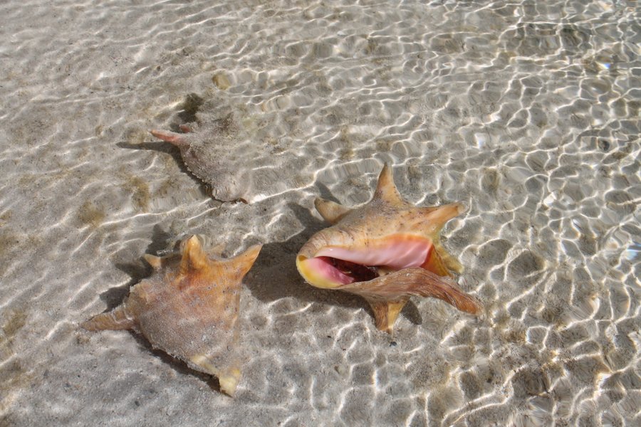 We watched these awhile so we could see them ease their mantle out and make their way around, inches at a time.