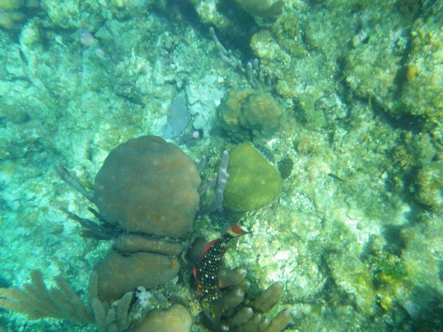 Colorful speckled fish (Spotlight Parrot Fish?) in lower half of pic.
