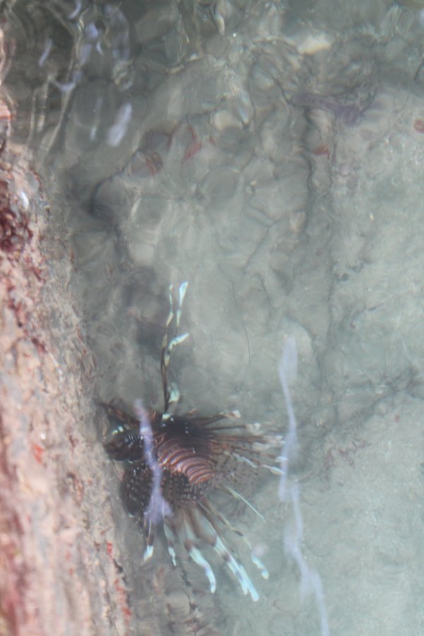 Lionfish by our boat