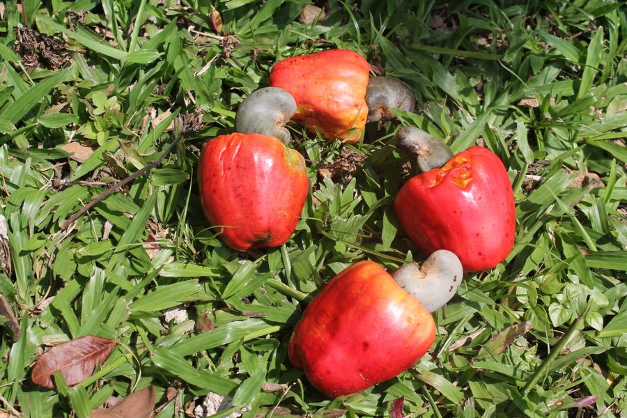 The grass under the cashew tree is speckled with fallen fruit.