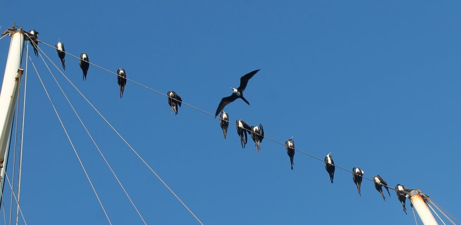 Birds have taken over the rigging of our neighboring boat.