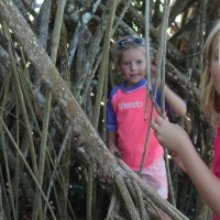 Lily and Molly playing in the prop roots of a large palm.